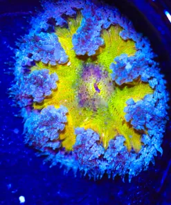 Wysiwyg Rock Flower Anemone #2