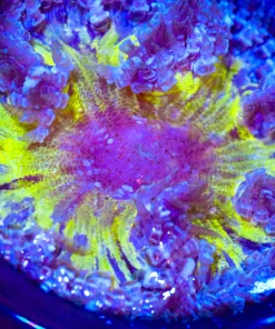 Wysiwyg Rock Flower Anemone #3