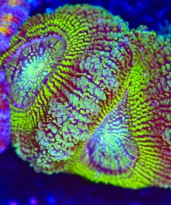 Wysiwyg Lime Gold Acan Frag [F2]