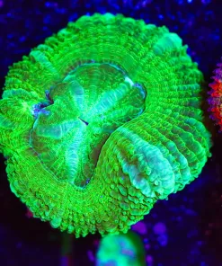Wysiwyg Acan Frag [F10]
