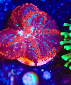 Wysiwyg Mushroom Frag [F19]