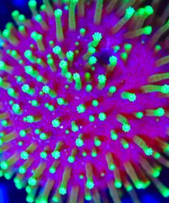 Wysiwyg Tyree Toadstool Leather Coral Frag [F20]