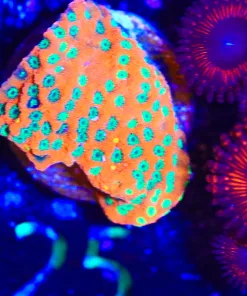 Wysiwyg Bright Orange Green Polyp - Sunset Montipora Frag [F25]
