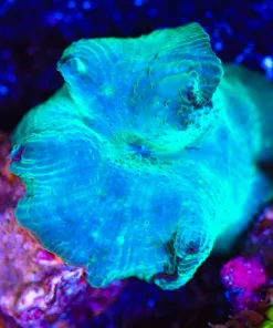 Wysiwyg XL Teal / Blue Discosoma Mushroom Coral Frag  [F29]