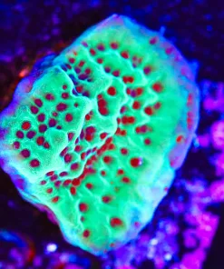 Wysiwyg Tri Color Blue Rim - Jedi Mind Trick Montipora Frag [F35]