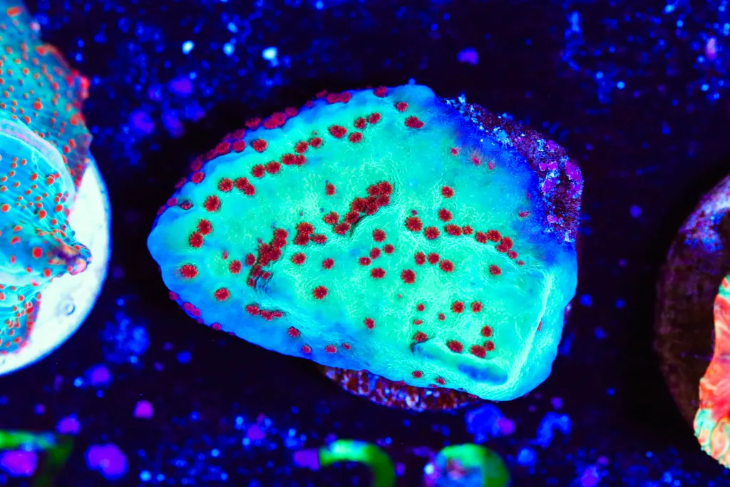 Frag Box Corals