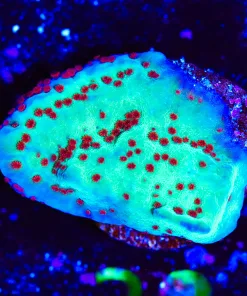 Wysiwyg Tri Color Blue Rim - Jedi Mind Trick Montipora Frag [F38]