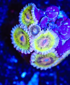 Wysiwyg Golden Chiquitas / Purple Plating Coralline Algae Combo Frag [F41]