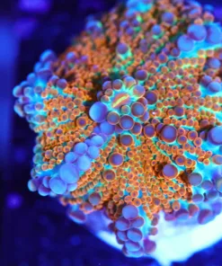 Wysiwyg Extraordinary Ricordea Yuma Mushroom Coral Frag  [F43]