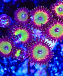 Wysiwy Large Zoanthid Coral Frag [F48]