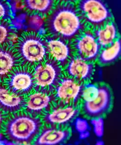 Wysiwyg XL Huge Lazer Lemon Zoanthid Frag / Mini Colony (Many many heads) [F49]