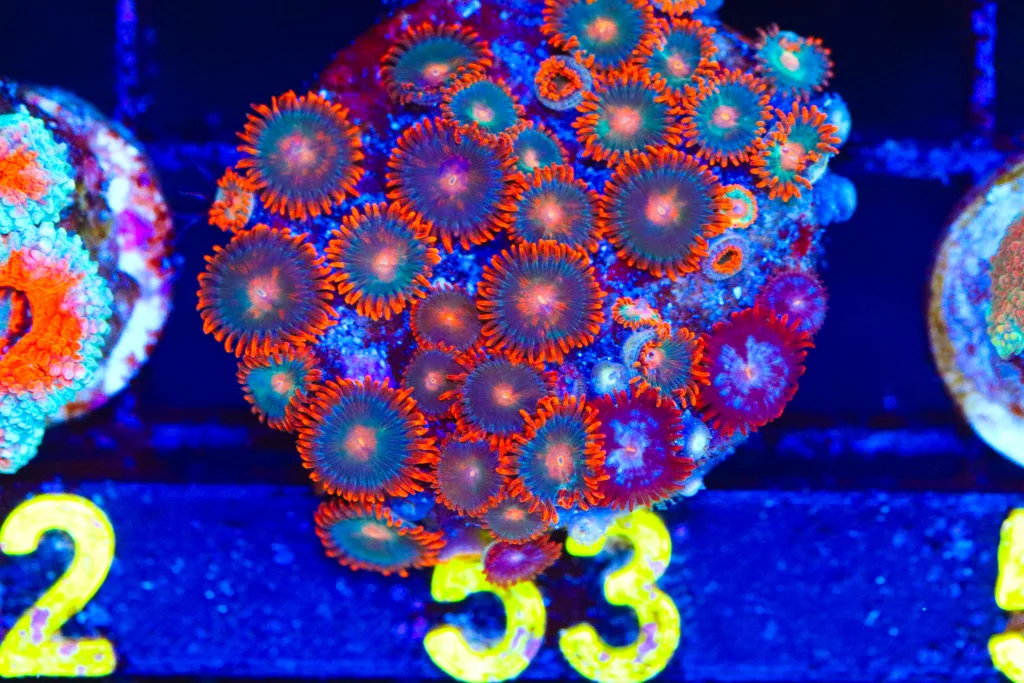 Frag Box Corals