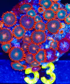 Wysiwyg Large Gatorade Zoanthid Frag [F53]
