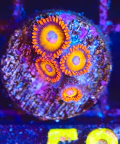 Wysiwyg Orange Zoanthid Frag [F58]