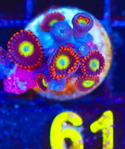 Wysiwyg Yellow & Red Zoa Frag [F61]