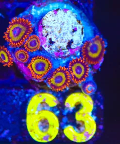 Wysiwyg Small Fruit Loops Zoanthid Frag [F63]