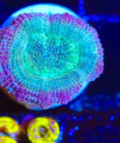 Wysiwyg Cotton Candy Acan Frag [F68]