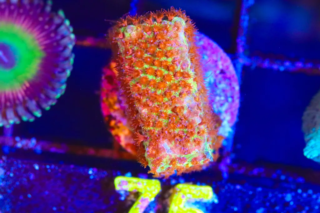 Frag Box Corals
