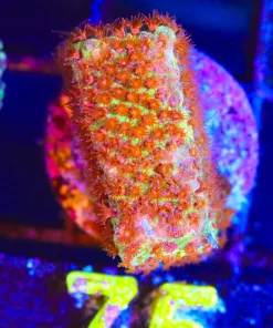 Wysiwyg Very Bright - Burning Banana Styloconella Frag [F75] *easy to keep - fast growing*