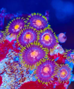 Wysiwyg Zoanthid Frag [F98]