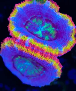 Wysiwyg Rainbow Acan Coral Frag [F15]