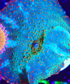 Wysiwyg Green Phantom Mushroom [F37]