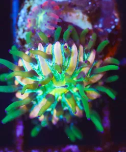 Wysiwyg Diaseris Plate Frag [F87]