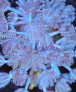 Wysiwyg Pulsing Xenia Frag [F91]