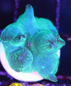 Wysiwyg Teal Discsoma Mushroom Frag [F45]