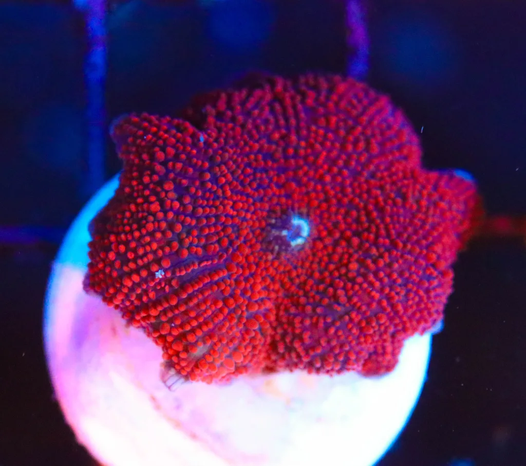 Frag Box Corals