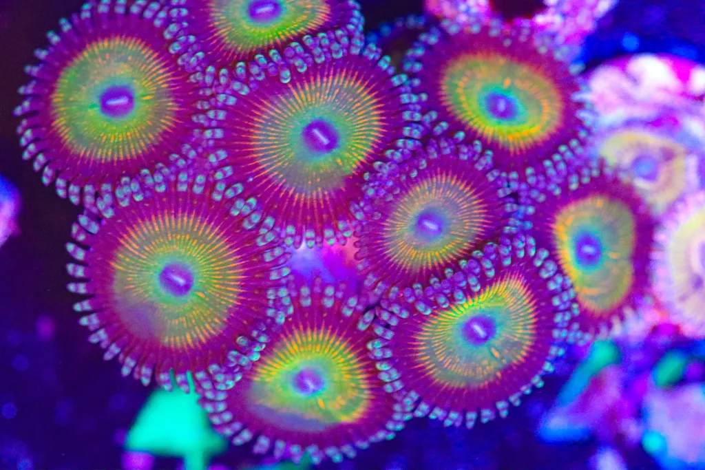 Frag Box Corals