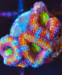 Wysiwyg Small Rainbow Acan Frag [F73] *FREE SHIPPING Min $249 Livestock Spend*