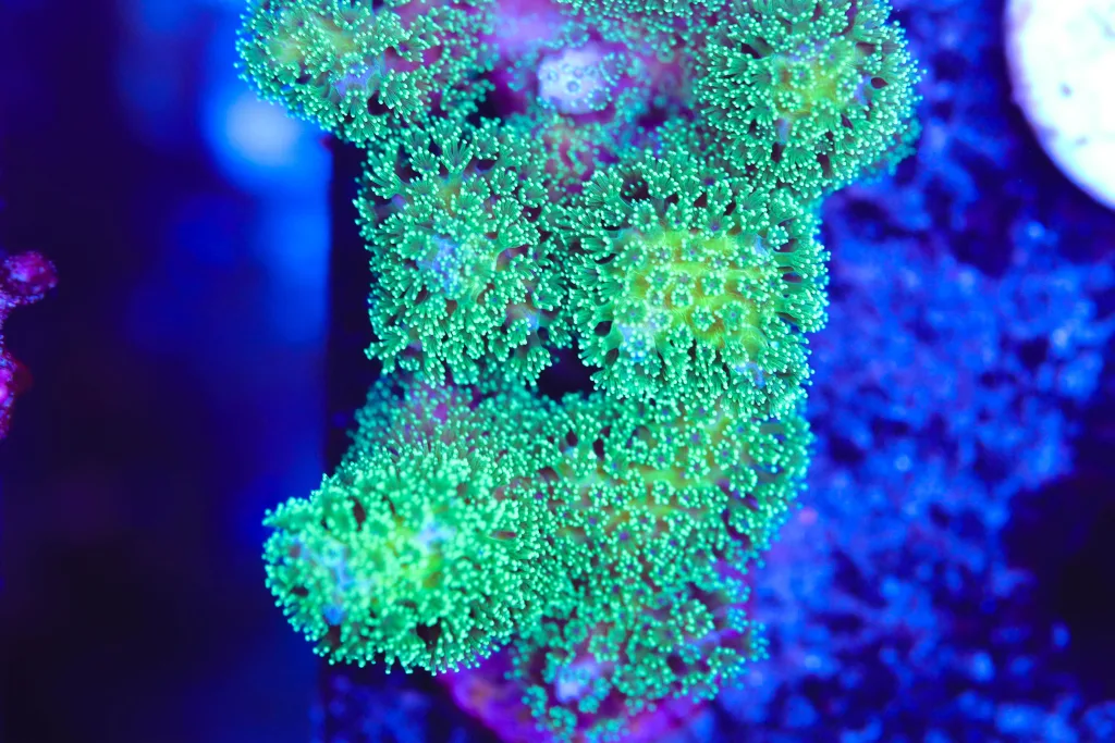 Frag Box Corals
