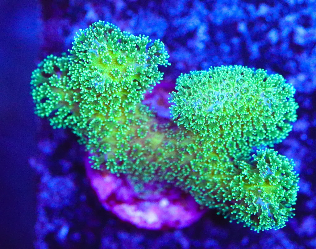 Frag Box Corals