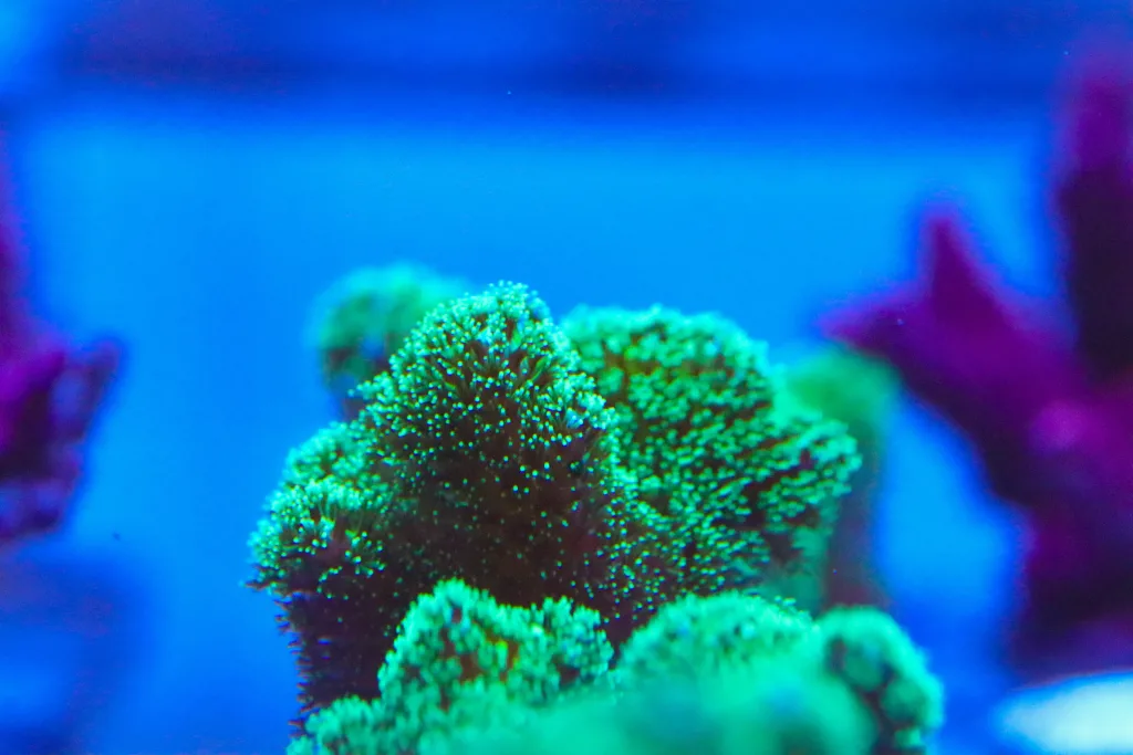 Frag Box Corals