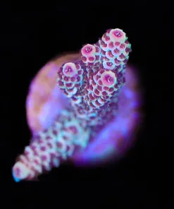 Orange Colored Acropora Millepora Frag (A10)