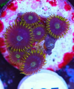 Small Eye Of Ra Zoanthid Frag (Row #8:B)