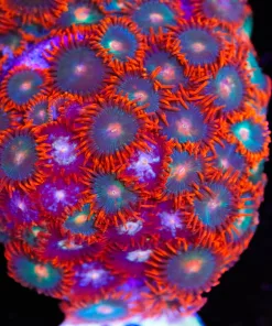 XL Gatorade Zoanthids Frags *lots of heads* (Row #6:B)
