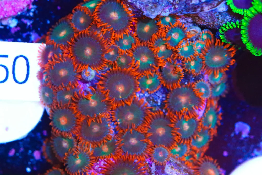 Frag Box Corals