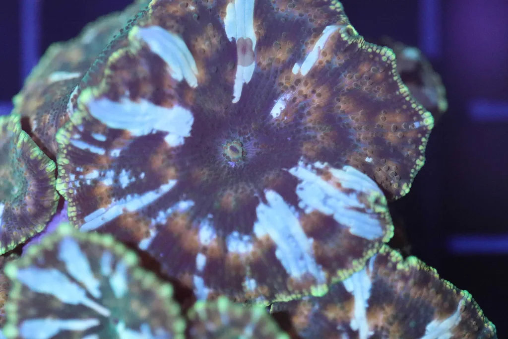 Frag Box Corals