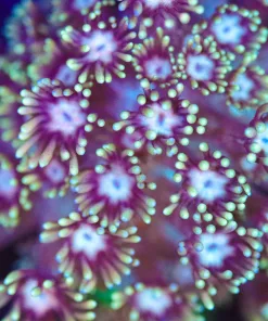 Wysiwyg Yellow Polyp White Mouth Flowerpot Coral Frag [F91]