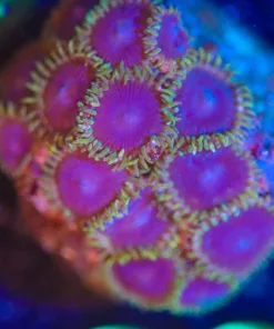 Wysiwyg Zoanthid Frag [F88]
