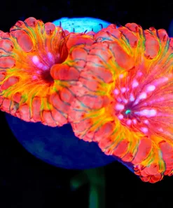 Afterburner Blastomussa