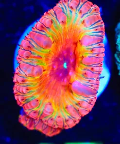 Wysiwyg Afterburner Blastomussa Frag [F15]