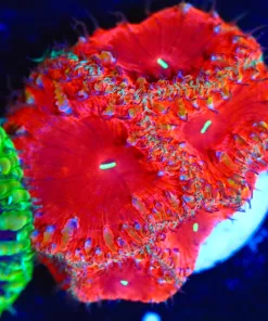 Wysiwyg Blastomussa Frag [F39]