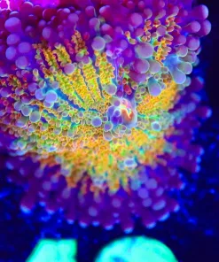 Wysiwyg  Ricordea Yuma Frag [F49]