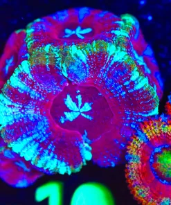 Wysiwyg Ice Laser Acan Frag [F10]
