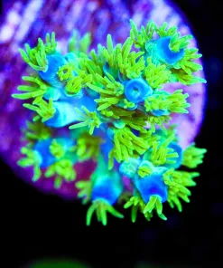 Wysiwyg Reef Raft Marvin The Martian Acropora Frag [F185]