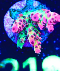 Wysiwyg Red Planet Acropora Frag [F219]