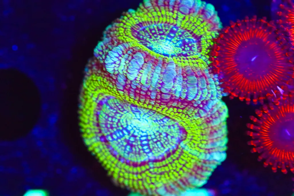Frag Box Corals